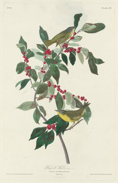 Nashville-Waldsänger, 1830 von John James Audubon